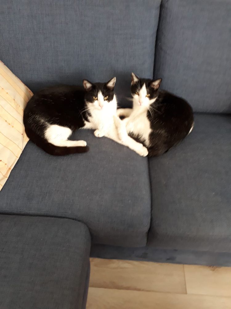 Przymilne czarno-białe kocurki do adopcji