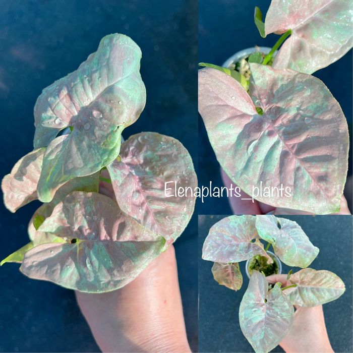 Сингониум Pink Cloud, Pink Pastel, Pink Caviar, Ang. Lemon, Tricolor