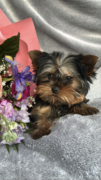 Yorkshire Terrier z rodowódem FCI piesek gotowy do odbioru