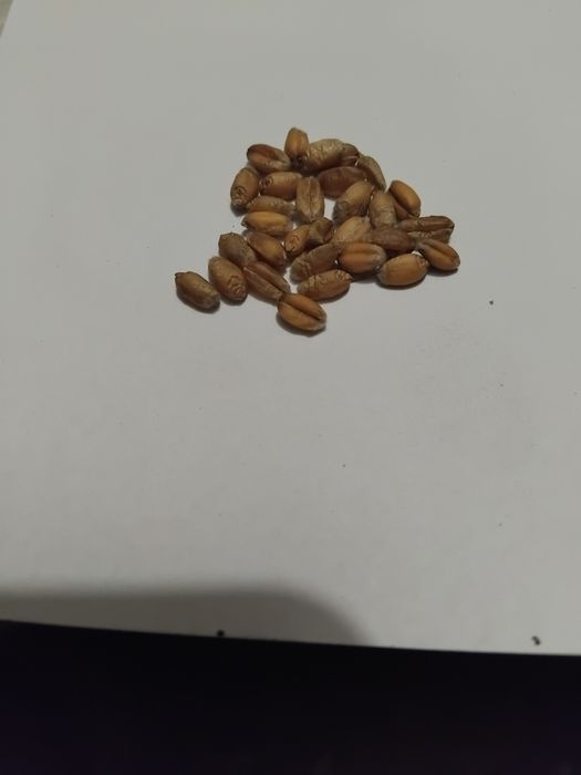 Pszenica zbiór 2025