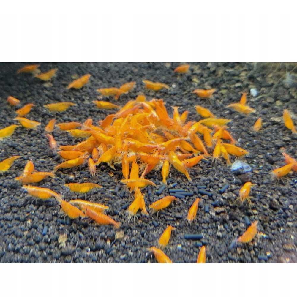 Krewetki Neocaridina Orange Pomarańczowe Hodowla