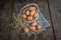 Свіжі домашні курячі яйця 45 гривень один десяток.