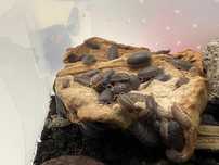 Isopody Porcellio scaber, idealne do terrarium 10 szt.