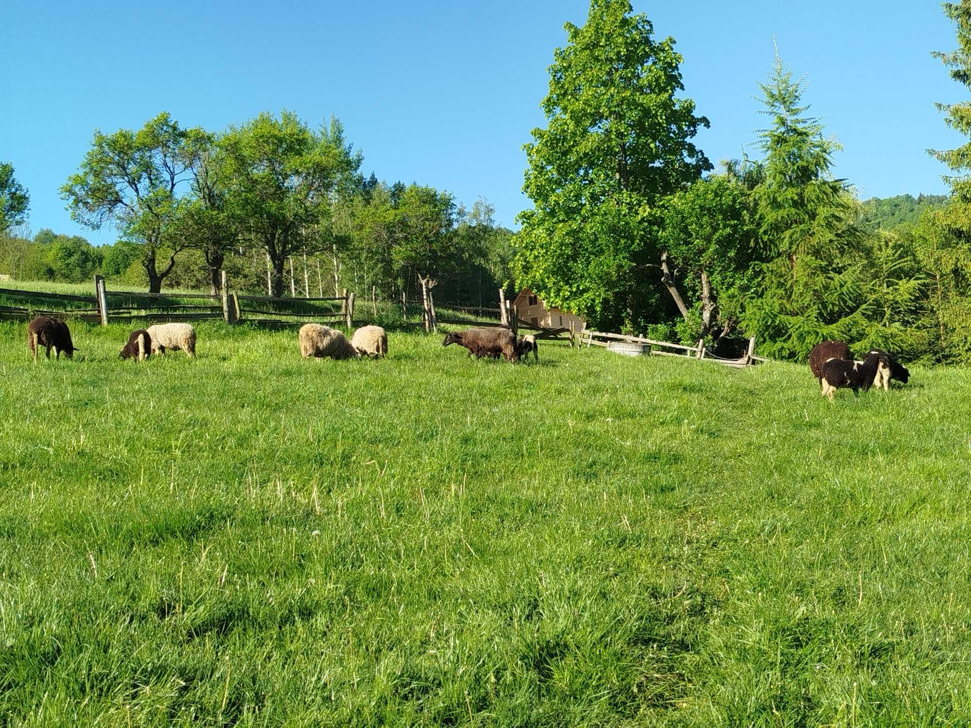 Sprzedam owce baranki , jagnięta,tryk