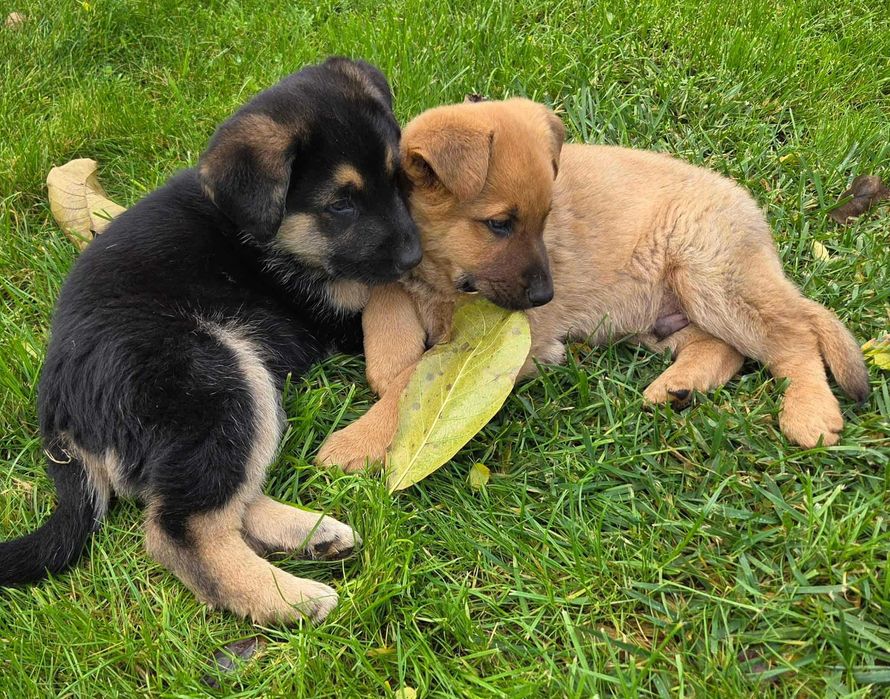 oodam za darmo psiaki