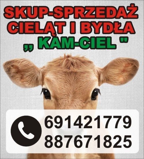 Zapraszam byki krowy jalowki