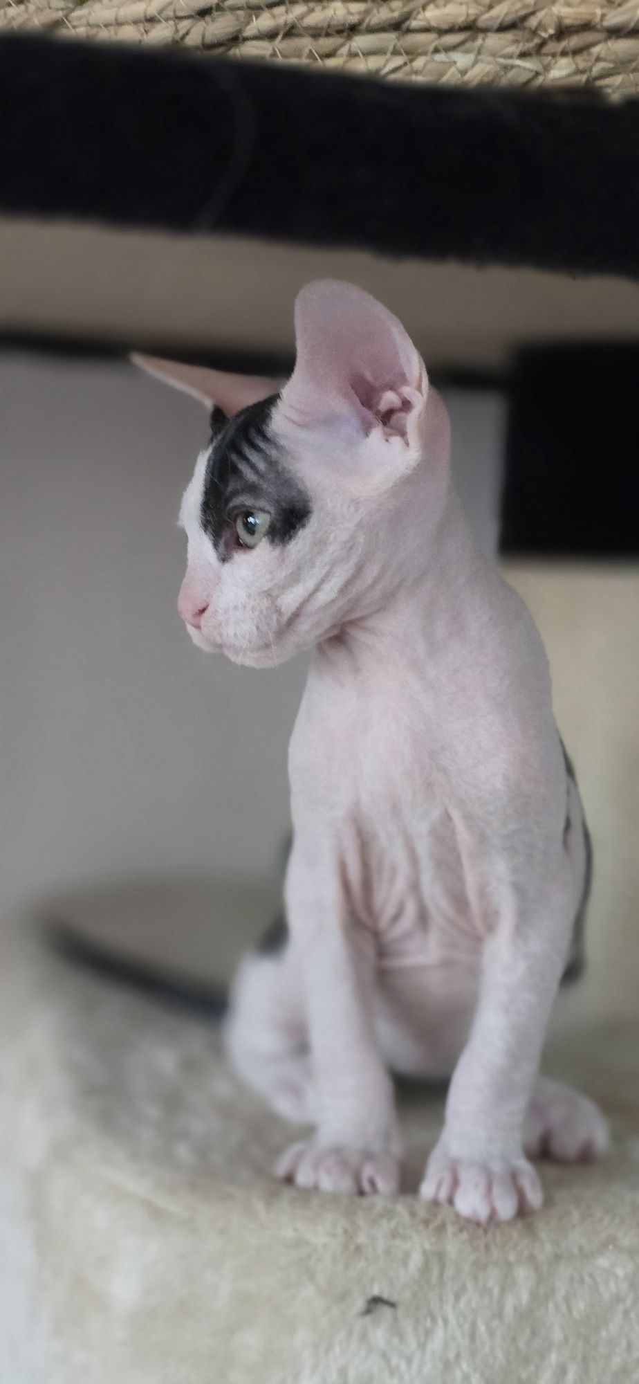 WCF Don Sphynx  kotek