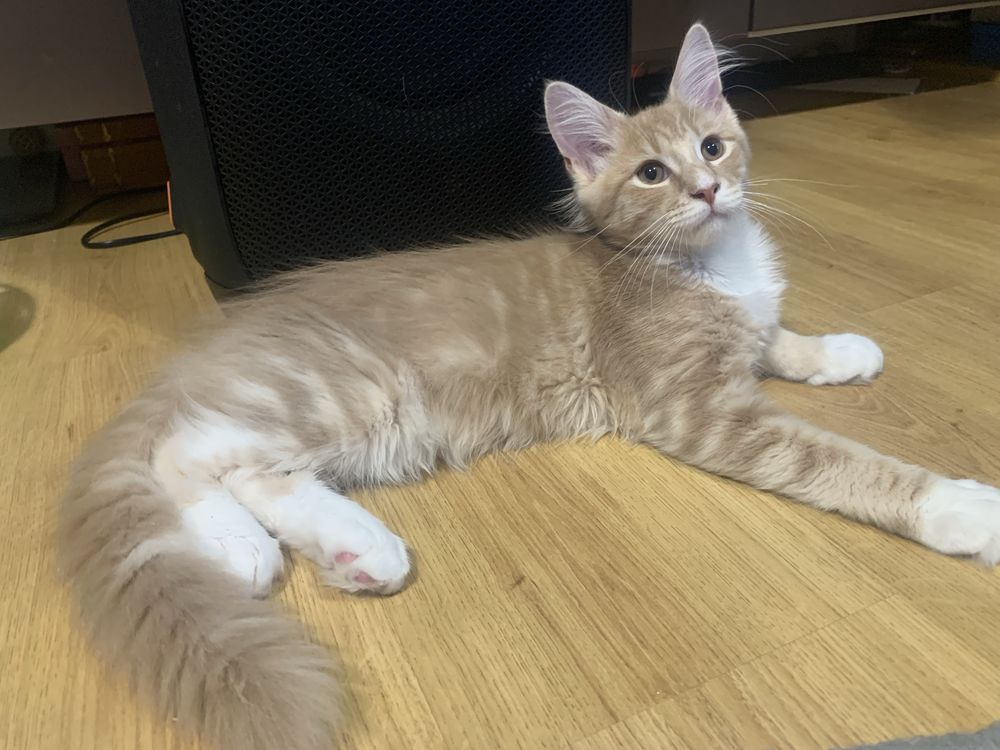 Maine Coon Beżowo-Biały