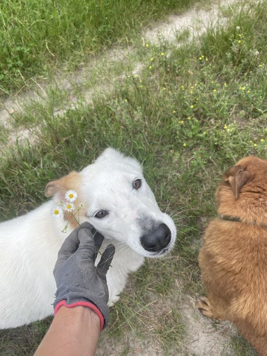 Белла шукає свою родину