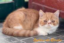 GATO PERSA Exótico bicolor tabby