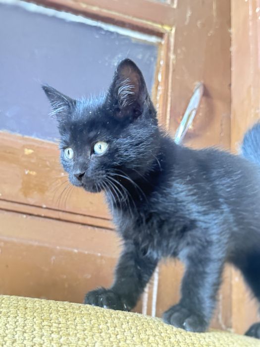 Adocao de lindos gatos