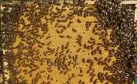 Бджоло пакети можемо доставити до 50 км