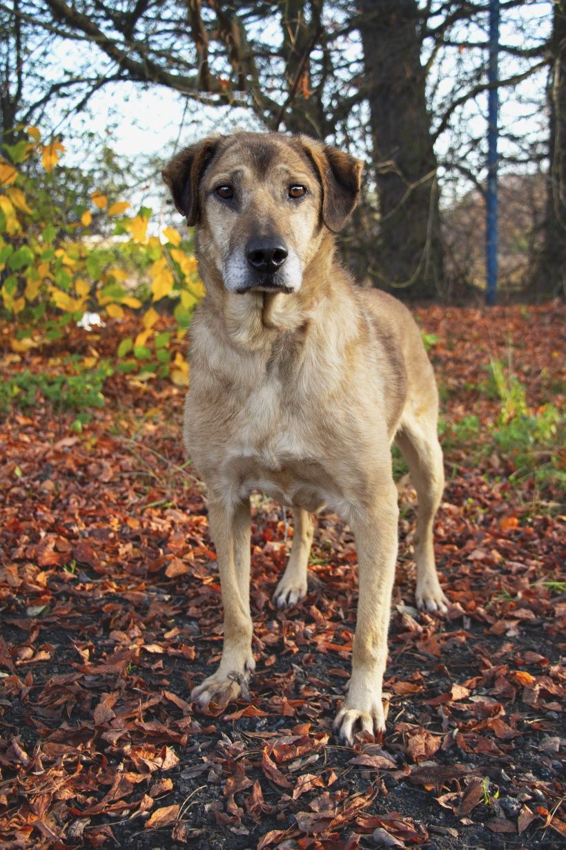 Balto - łagodny, akceptuje inne psiaki, do adopcji