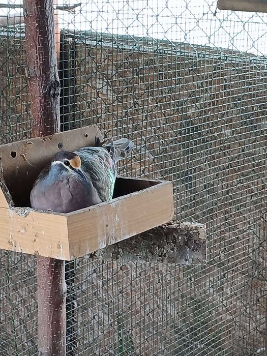 Gołębie miedzianoskrzydłe