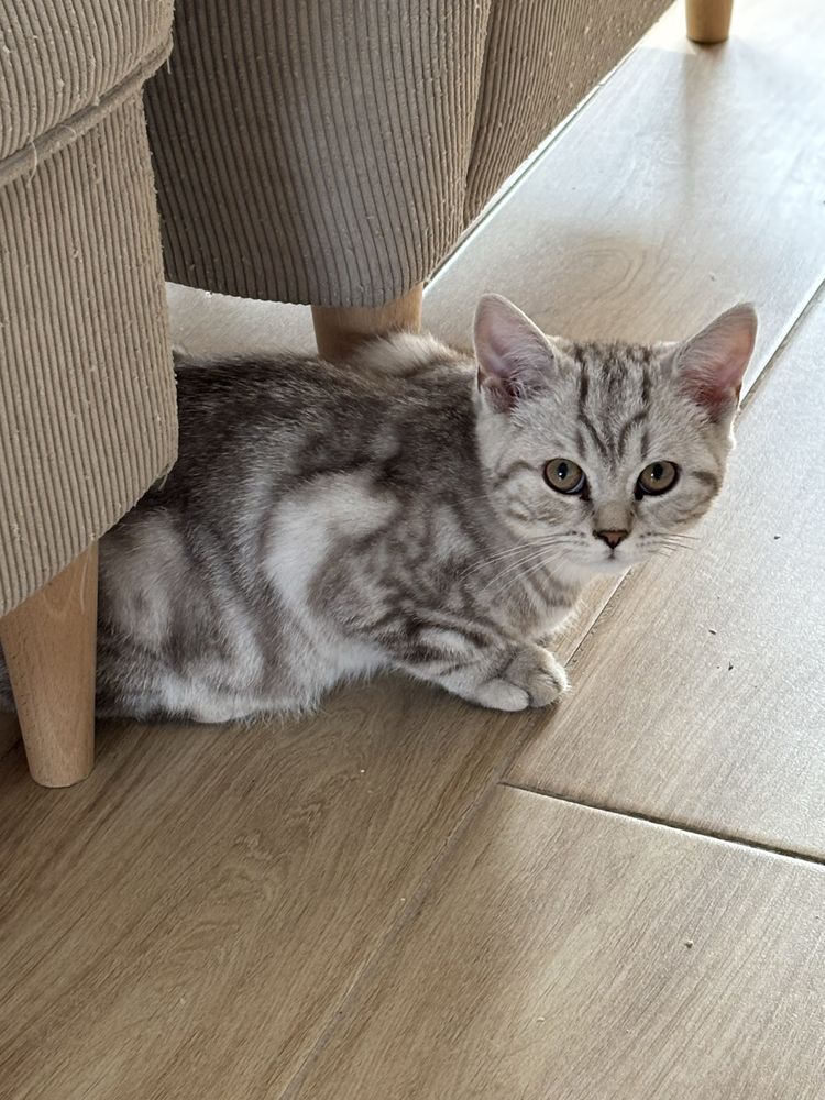 Kocurek brytyjski krótkowłosy whiskas
