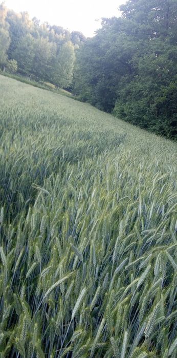 Pszenżyto Tricanto KWALIFIKAT