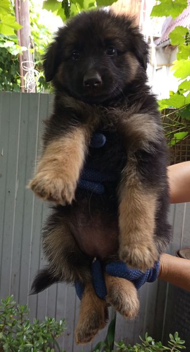 Щенки немецкой овчарки