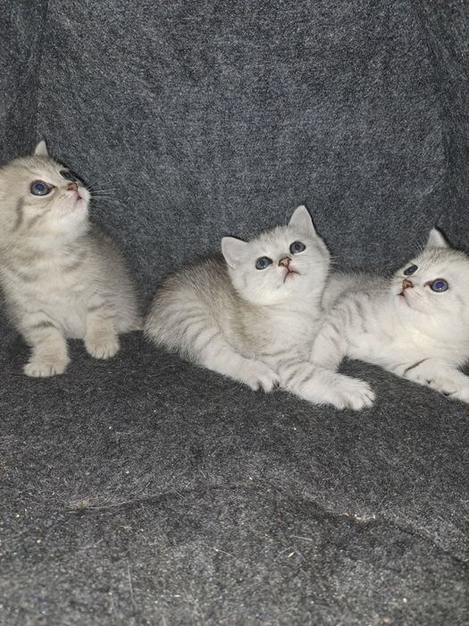 Пропонуємо чистокровних британських кошенят чистої крові є срібна шинш