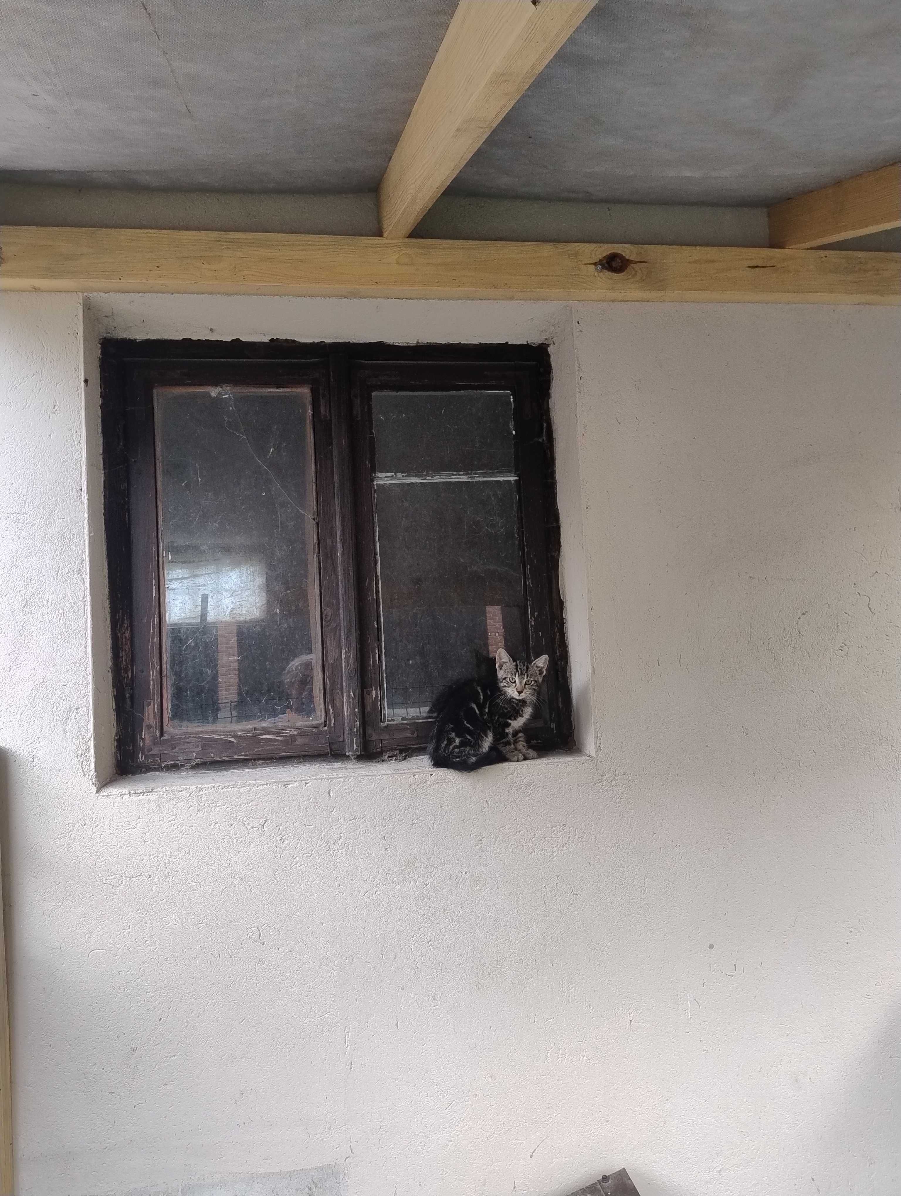 Oddam kotki w dobre ręce