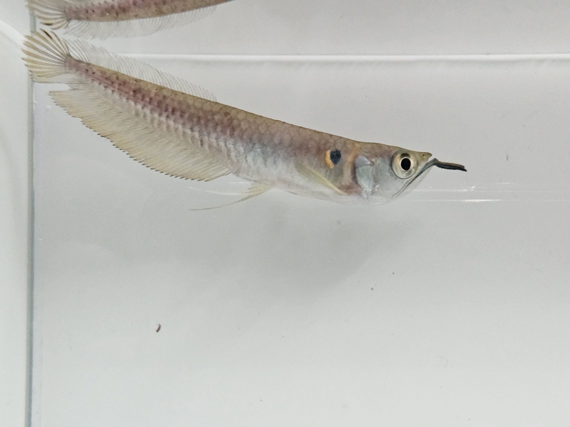 Arowana srebrna zapraszamy