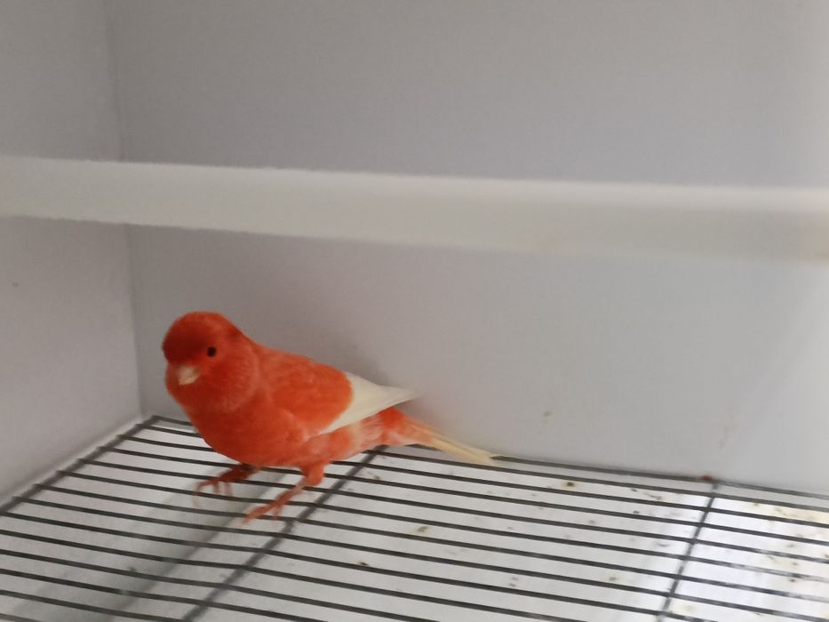 Canários Vermelhos Asa Branca