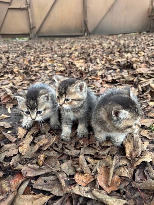 Продам кошенята золотистої шиншили