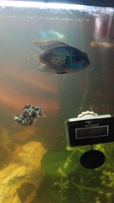 Peixe Andinoacara Azul Elétrico