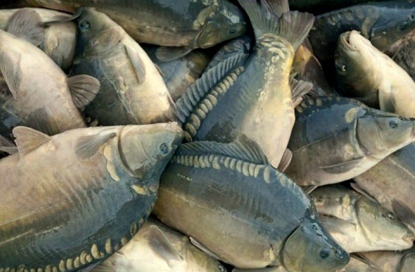 Karp handlowy ogłoszenie hurtowe powyżej 1 tony