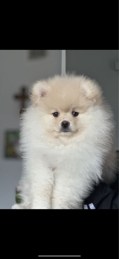 Szpic miniaturowy Pomeranian FCI