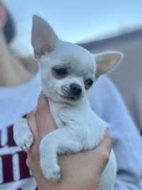 Chihuahua, chłopczyk,  prawdziwy rodowód ZKwP FCI