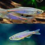 Danio tęczowy - Brachydanio albolineata