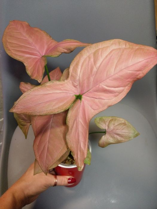 Syngonium Orm Nak