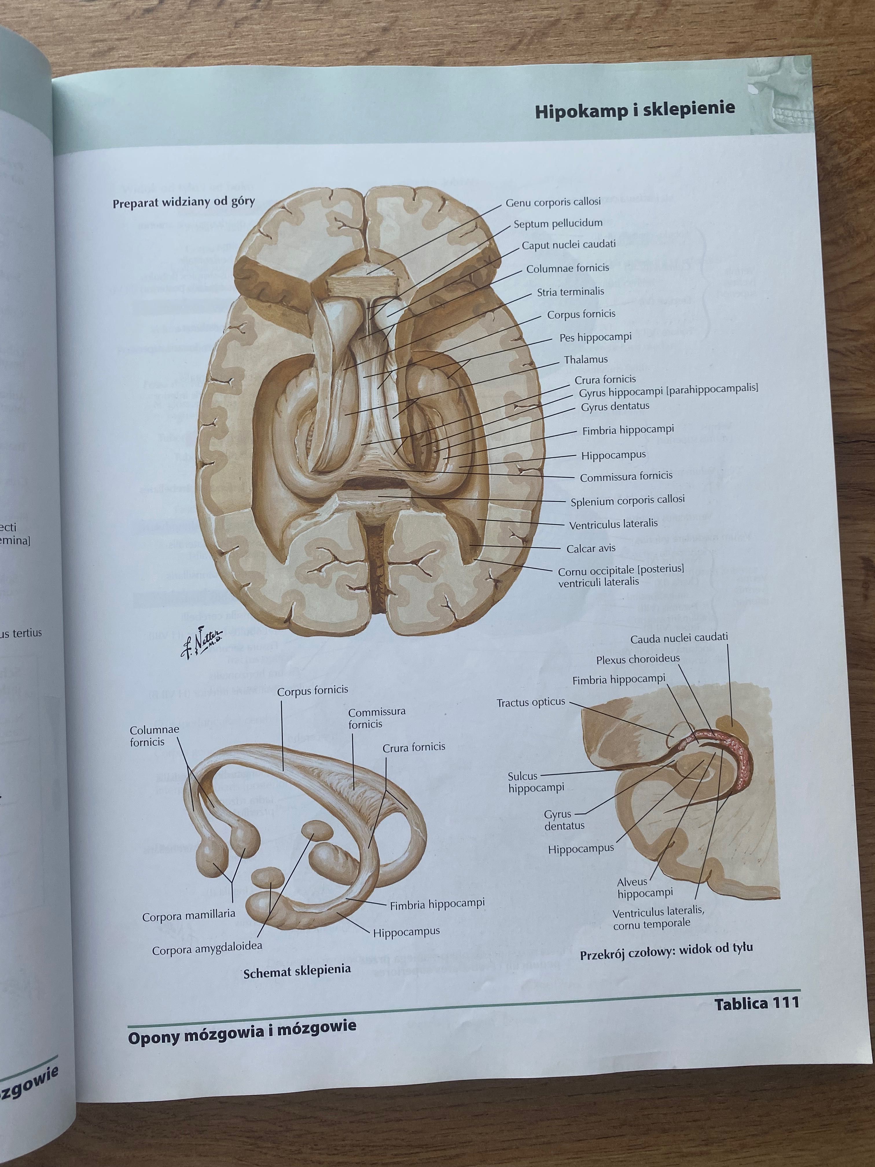 Atlas anatomii człowieka Netter - Łacińskie Mianownictwo
