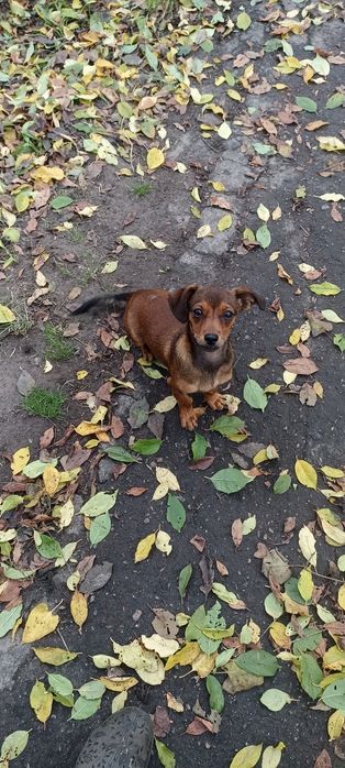 Віддам в добрі руки цуценя такси