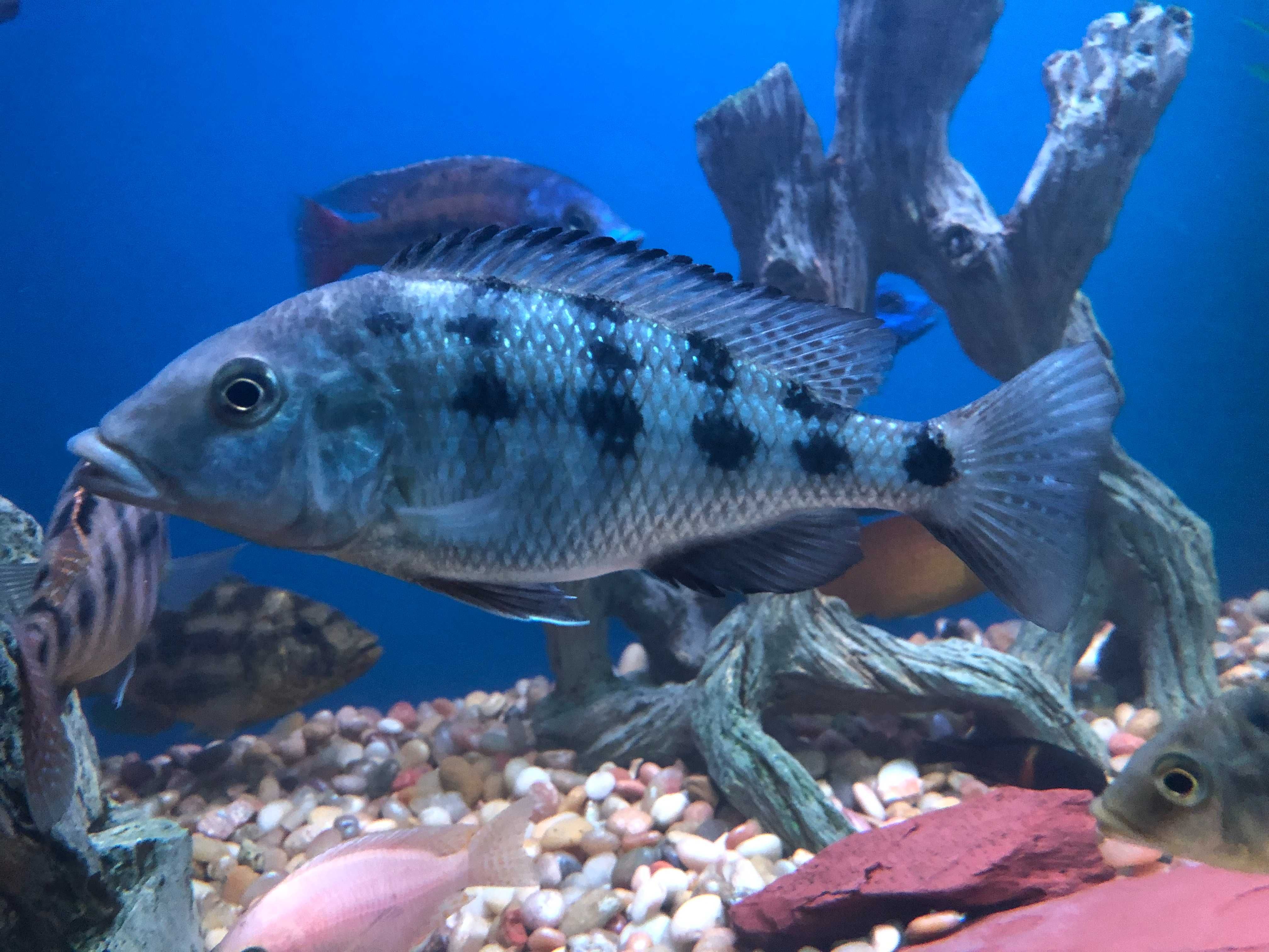 Pyszczaki, Fossorochromis rostratus, wysyłka