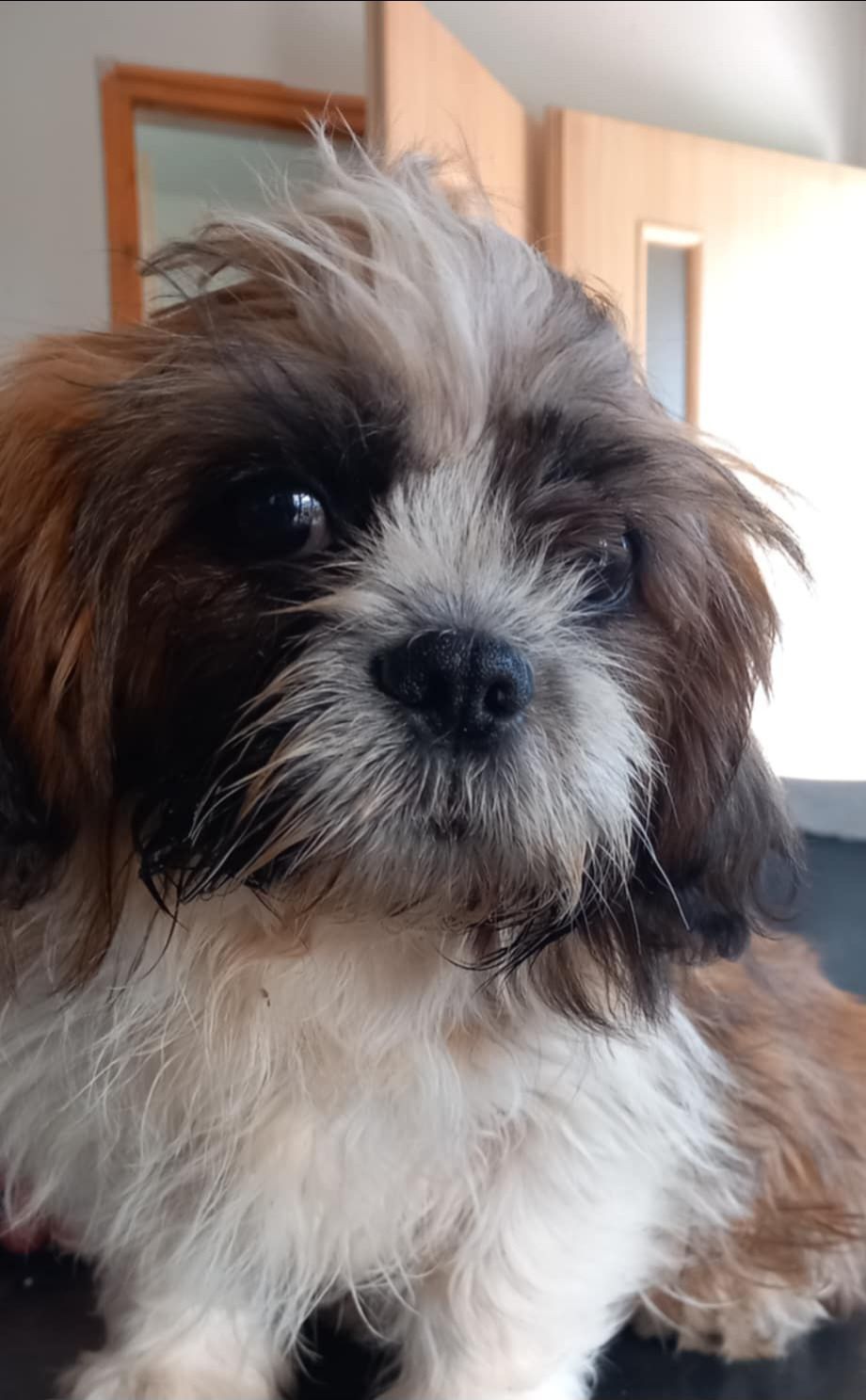 Mały Panicz SHIHTZU
