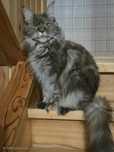Kotka Maine Coon FPL