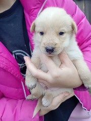 Отдаем щенков бесплатно