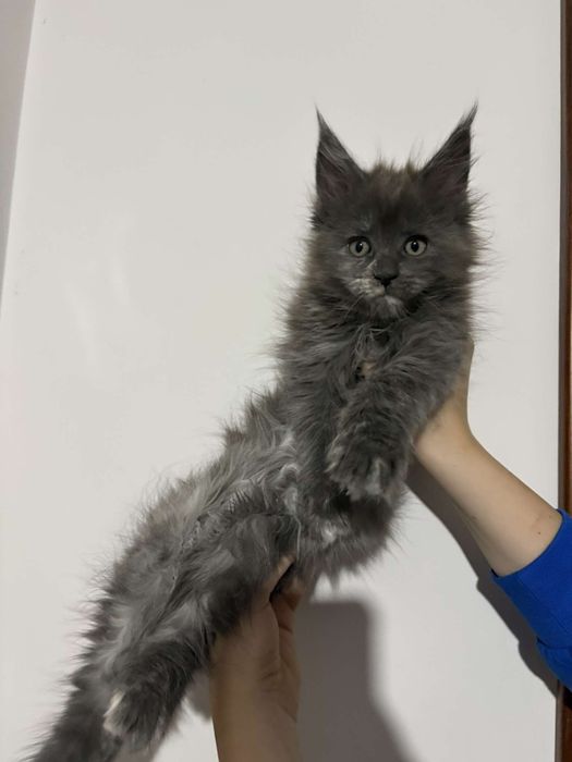 Elwira kotka Maine Conn