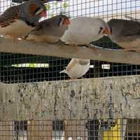 Vendo mandarins com  varias cores  , brancos , cinzentos ,