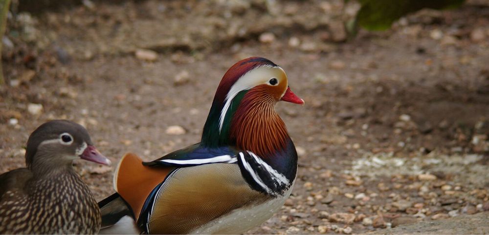 Patos mandarins novos