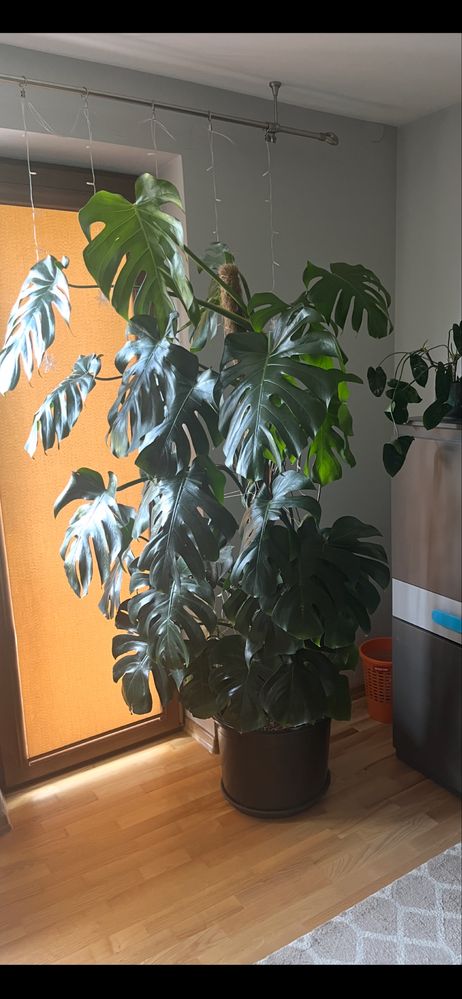 Monstera 2 metry