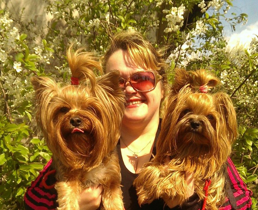 Йоркширский терьер щенки