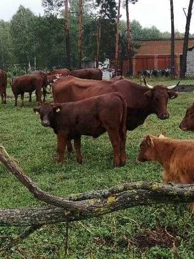 Odsadki mięsne sprzedam