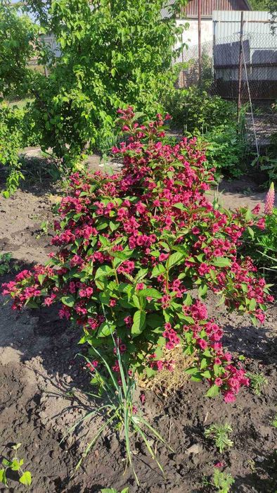 чагарники спірея, вейгела, форзиція, сніжкоягодник, та ін.