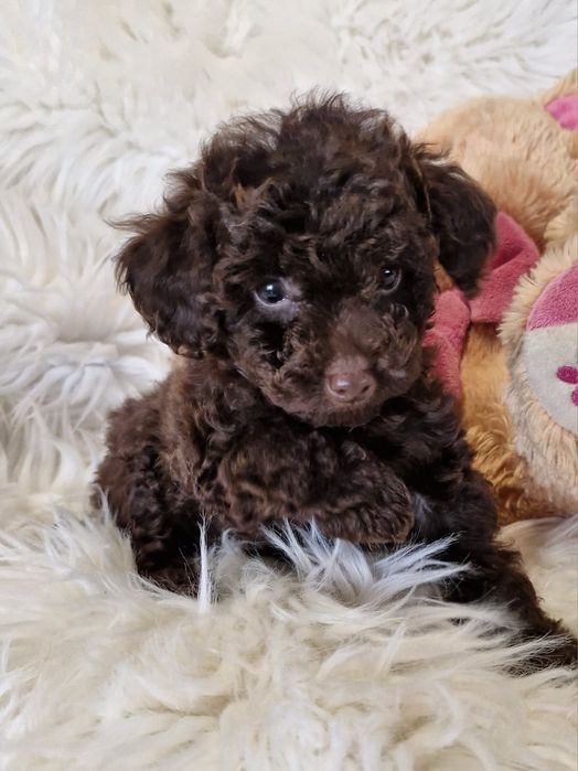 **KSENIA**sunia pudel toy choco do rezerwacji