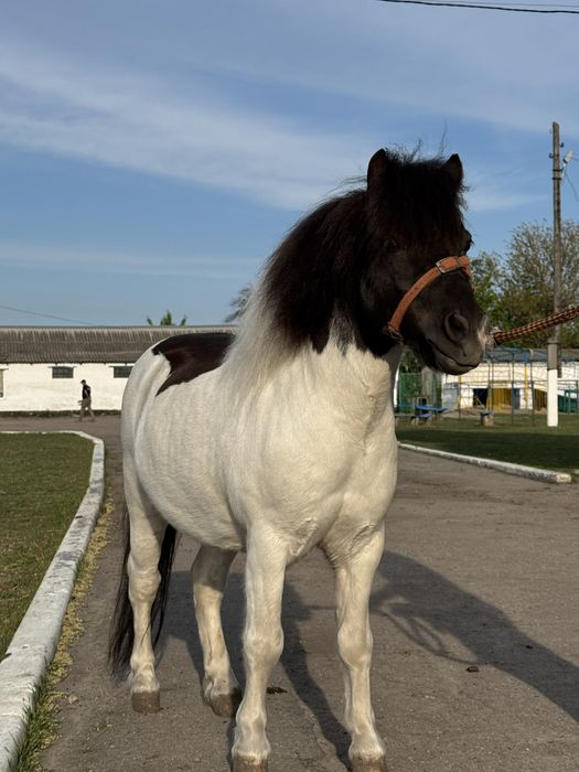 Ексклюзивний поні жеребець!