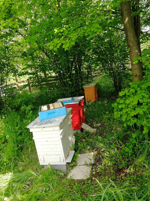 Prawdziwy miód prosto z pasieki