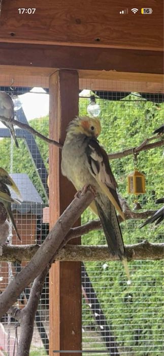 Posiadam trzy papugi nimfy