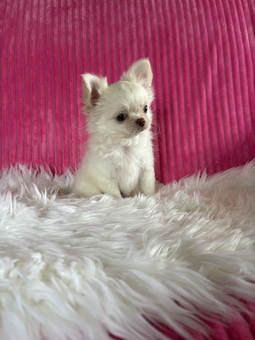 Chihuahua  przepiękny mini piesek Nico